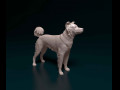 Border Collie cross 3D प्रिंट मॉडल