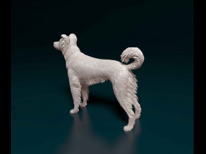 Border Collie cross 3D-Druckmodell