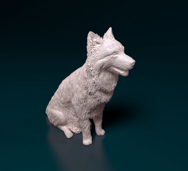 Border Collie sitting 3D Принт Модель .c4d .max .obj .3ds .fbx .stl .blend 