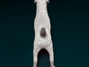 Border terrier dog 3D Принт Модель