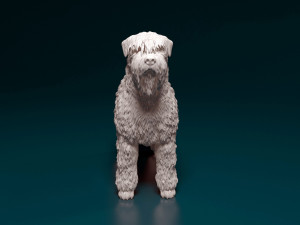 Bouvier des Flandres 3D Druckmodell