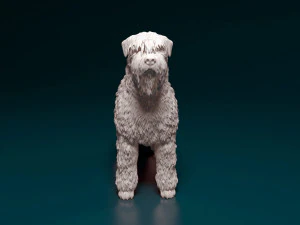 Bouvier des Flandres 3D Print Model