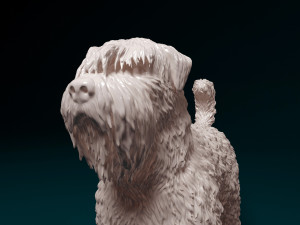 Bouvier des Flandres 3D Druckmodell