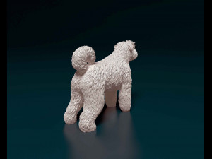 Bouvier des Flandres 2 Modelo de Impressão 3D