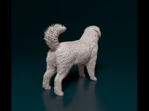 Bovaro del Bernese 3D 打印模型