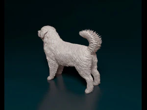 Bovaro del Bernese 3D Print Model