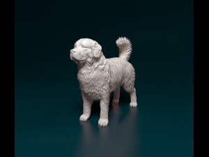 Bovaro del Bernese 3D 打印模型