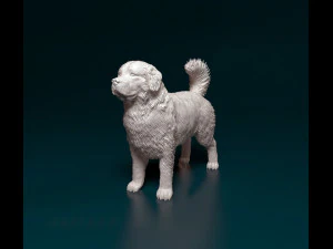 Bovaro del Bernese 3D Print Model