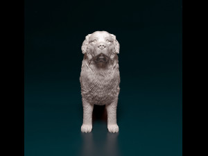Bovaro del Bernese 3D 打印模型