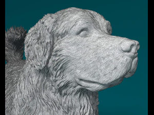 Bovaro del Bernese 3D Print Model
