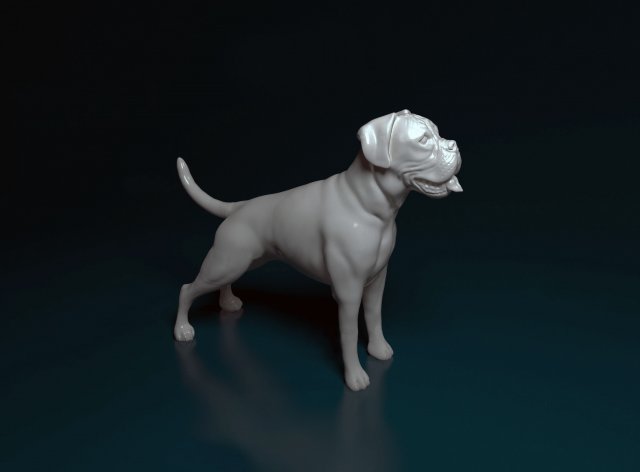 Boxer Modèles 3D en vedette .c4d .max .obj .3ds .fbx .stl .blend 