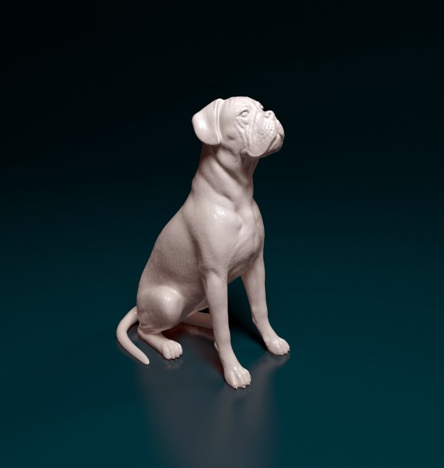 Boxer dog sitting 3D 프린트 모델 .c4d .max .obj .3ds .fbx .stl .blend 