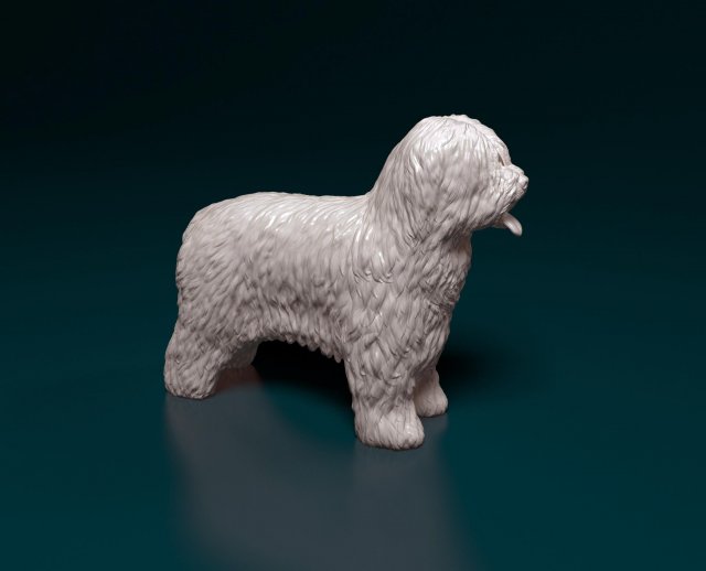 Briard dog Modello di stampa 3D .c4d .max .obj .3ds .fbx .stl .blend