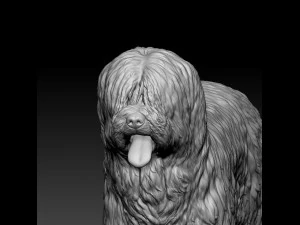 Briard dog 3D Print Model