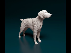 Brittany 3D Print Model