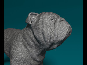 Bulldog Modello di stampa 3D