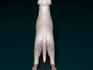 Ca de Bou 3D Print Model