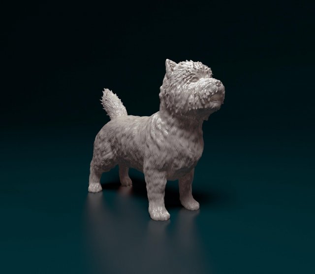 Cairn terrier Modelo de Impressão 3D .c4d .max .obj .3ds .fbx .stl .blend 