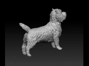 Cairn terrier 3D Print Model