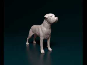 Cane Corso 3D Print Model