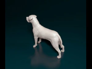 Cane Corso 3D Print Model
