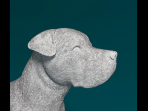 Cane Corso 3D Print Model
