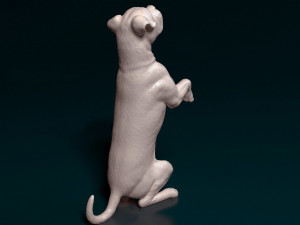 Cane Corso on rear legs 3D Print Model