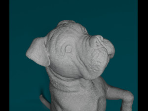 Cane Corso on rear legs 3D Print Model