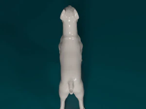 Cane Corso 3D Print Model