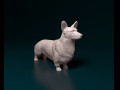 Welsh Corgi Cardigan 3D प्रिंट मॉडल