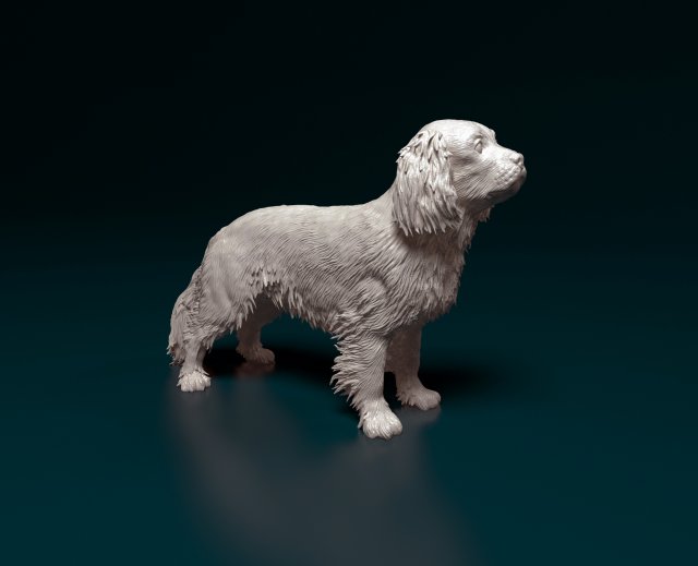 Cavalier King Charles Spaniel 3Dプリントモデル .c4d .max .obj .3ds .fbx .stl .blend 