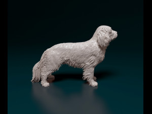 Cavalier King Charles Spaniel 3Dプリントモデル