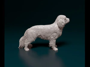 Cavalier King Charles Spaniel 3D Print Model