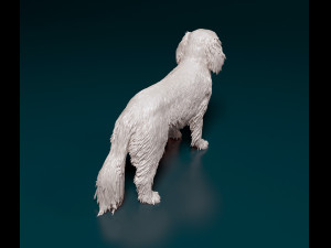 Cavalier King Charles Spaniel 3Dプリントモデル