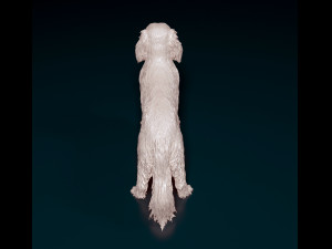Cavalier King Charles Spaniel 3Dプリントモデル
