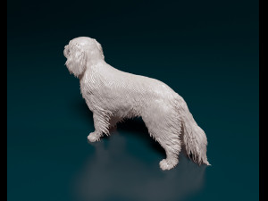 Cavalier King Charles Spaniel 3Dプリントモデル
