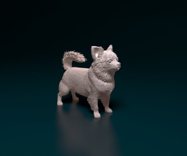 Chihuahua long haired Modello di stampa 3D .c4d .max .obj .3ds .fbx .stl .blend 