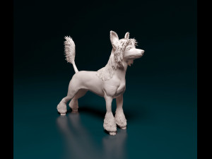 Chinese Crested dog 3D Print Model