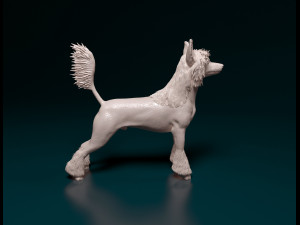 Chinese Crested dog 3D Принт Модель