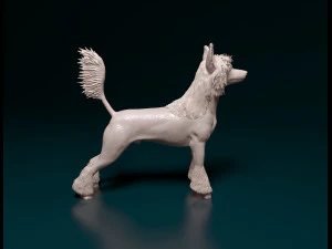 Chinese Crested dog 3D Print Model