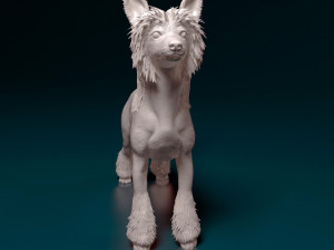 Chinese Crested dog 3D Принт Модель