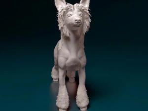 Chinese Crested dog 3D Print Model