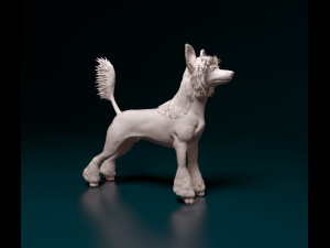 Chinese Crested dog 3D Принт Модель