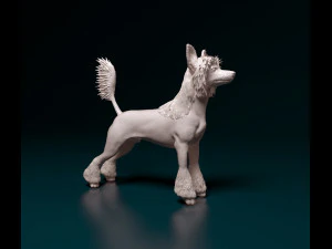 Chinese Crested dog 3D Print Model