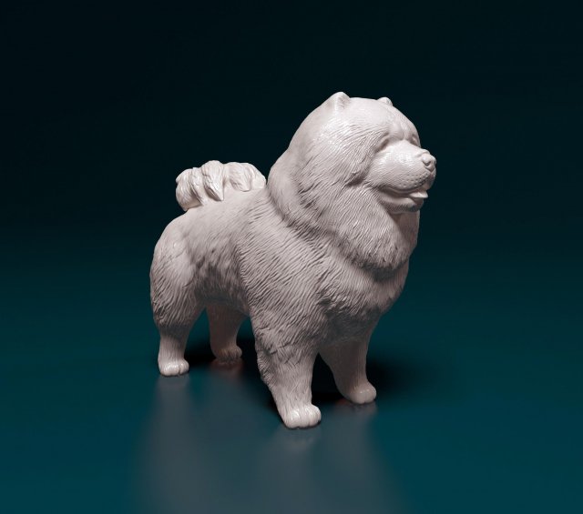 Chow-chow Modelo de Impressão 3D .c4d .max .obj .3ds .fbx .stl .blend 