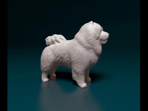 Chow-chow Modelo de Impressão 3D