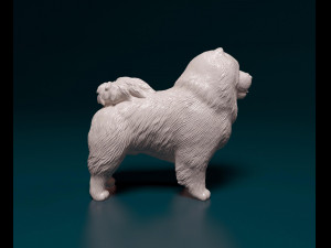 Chow-chow Modelo de Impressão 3D