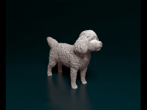 CockerPoo 3D Print Model