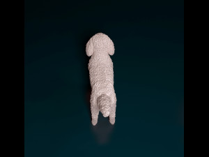 CockerPoo Model do druku 3D