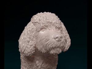 CockerPoo Model do druku 3D